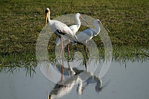 Spoonbills & a Yellow Billed Stork