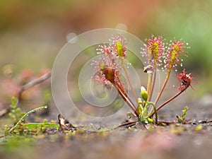 Spoonleaf sundew