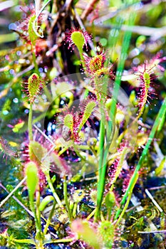 Spoonleaf sundew Drosera intermedia