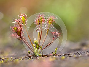 Spoonleaf sundew is an insectivorous plant species