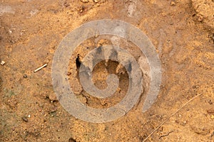 The spoor of an animal left in mud photo