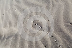 Spoor on sand photo