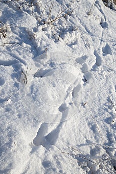 Spoor in the snow photo