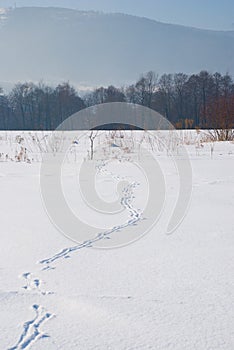 Spoor on snowy field photo