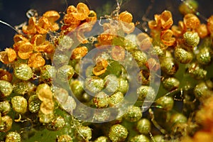 Sporangia of the cinnamon fern, open and closed.