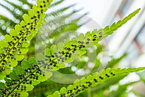 Sporangia on fern. Groupes de sporanges on fern leaves. Reproduction of olypodiopsida or Polypodiophyta