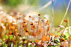 Sporangia of haircap mosses (Polytrichum) on a sunny day