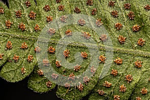 Sporangia on the leaves of a fern