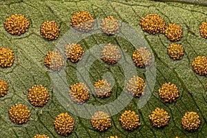 Sporangia on the leaves of a fern