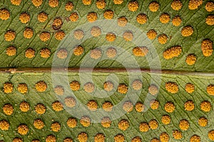 Sporangia on the leaves of a fern