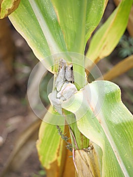 Sporangia of mexican Ustilago truffle on corn cobs