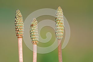 sporangia of pteridophyte