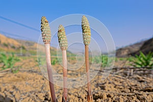 sporangia of pteridophyte