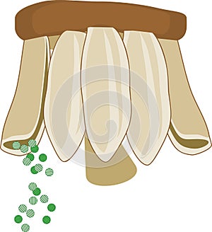 Sporangiophore of Equisetum arvense horsetail with spores