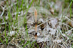 A spore-bearing shoot of the horsetail Equisetum arvense.