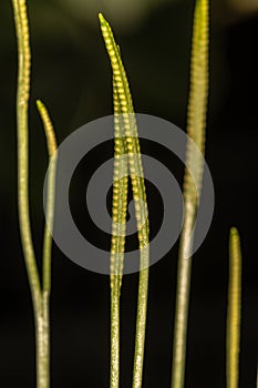 Spore-bearing Stalks of Adder`s-tongue Fern