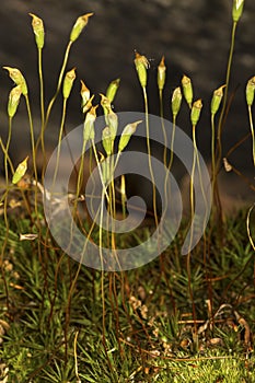 Spore capsules of hair cap moss in Manchester, Connecticut.