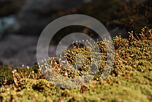 Spore capsules moss