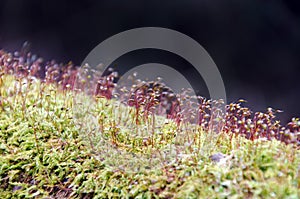 Spore case of bog moss