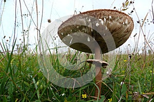 Spore case of mushroom