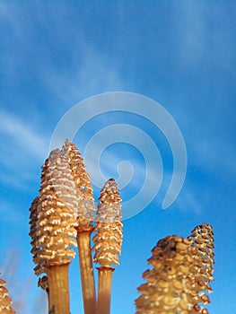 Spore cones of water horsetail emerging from swampy soil against a blue sky background