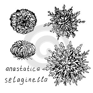 Spore desert plant, selaginella lepidophylla, jericho rose, resurrection flower, anastatica  isolated on white background.