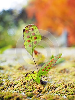 Spore fern