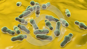 Spore-forming bacteria Clostridium