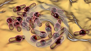 Spore-forming bacteria Clostridium photo
