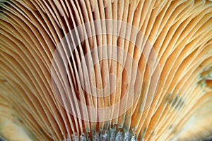 Spore gills of a Lactarius deliciosus