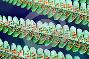 Spore-producing sporangia on a fern leaf