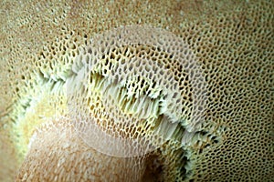 Spore spines of a Boletus aereus