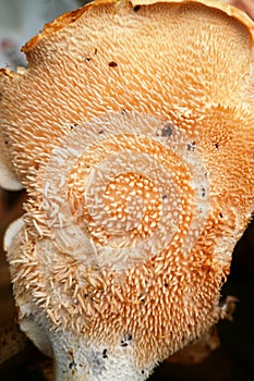 Spore spines of a Hedgehog mushroom