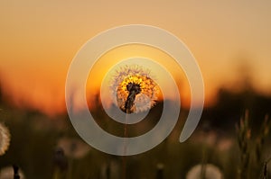 Spores of a dandelion in a field in the spring. Sunset