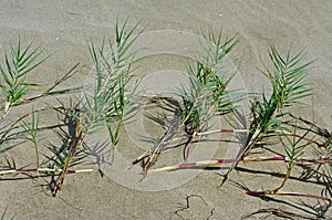 This is Sporobolus virginicus, the Saltwater couch, family Poaceae photo