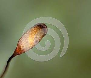 Sporophyte of moss and capsule with spores