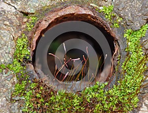 Sporophyte moss - Macro Photography - UK