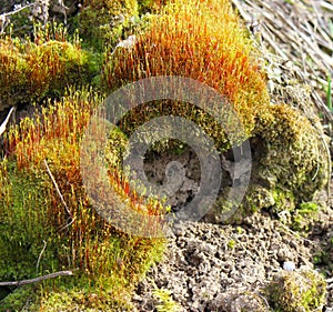 The sporophyte of the moss in the spring sunshine.