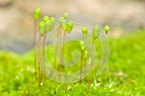 Sporophytes Capsule of Moss Plant Close up