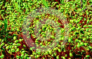 Sporophytes of green moss in a wet ravine on the bank