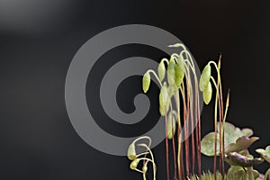 sporophytes macro
