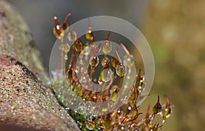 Sporophytes moss close up