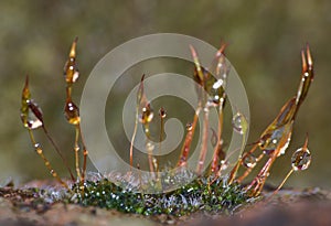 Sporophytes moss close up