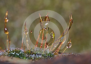 Sporophytes moss close up