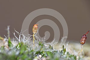 Sporophytes Red Gold Green - Macro Shot