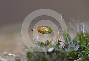 Sporophytes Red Gold Green - Macro Shot