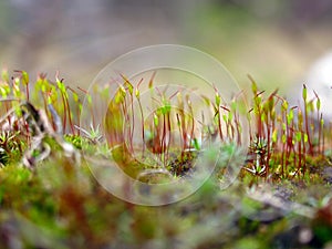 Sporophytes spore-bearing capsules of moss closeup