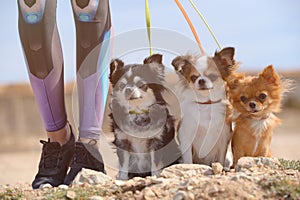 Sport activy young female girl legs in sneakers holding leashed three little pet dogs chihuahua sitting on ground during outdoor