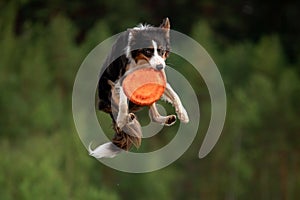 Sport with a dog. Border Collie catches the disc. Active lifestyle, health