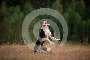 Sport with a dog. Border Collie catches the disc. Active lifestyle, health